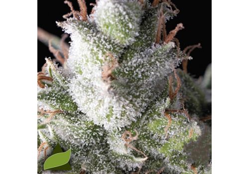 Pyramid Seeds Ramses