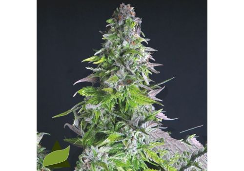 Pyramid Seeds Romulan