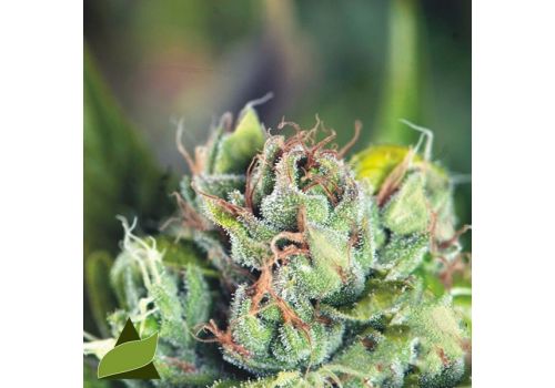 Pyramid Seeds Tahoe Cure
