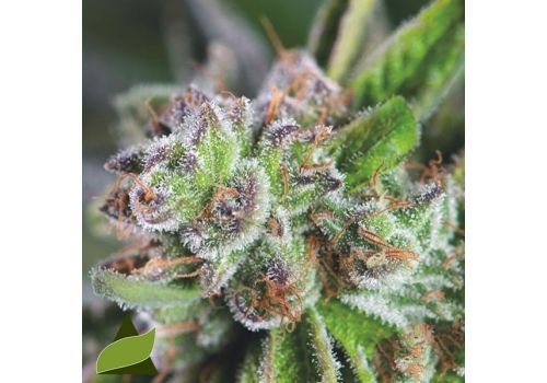 Pyramid Seeds Watermelon Zkittlez