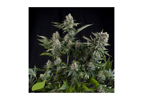 Pyramid Seeds AUTO White Widow CBD