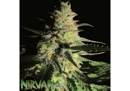 Nirvana Seeds Aurora Indica