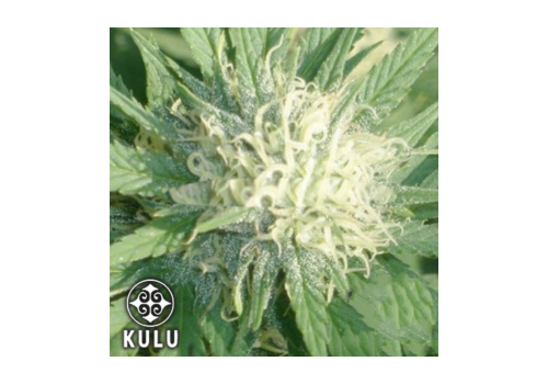 Kulu Seeds Aurora Borealis