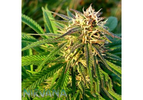 Nirvana Seeds AUTO Blue Mystic