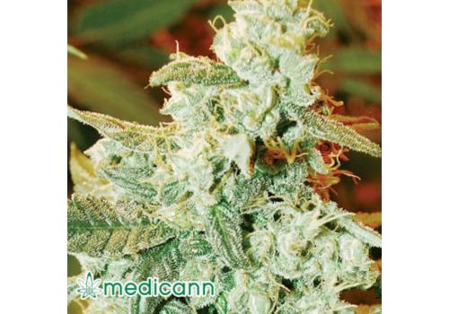 Medicann Seeds AUTO Kush Fromage