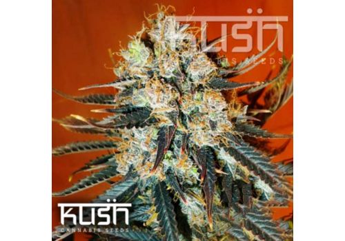 Kush Cannabis Seeds Auto Kush