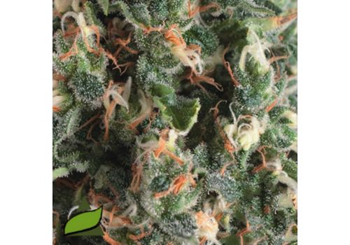 Pyramid Seeds AUTO Super OG Kush