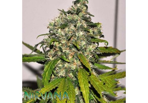 Nirvana Seeds AUTO AK 48
