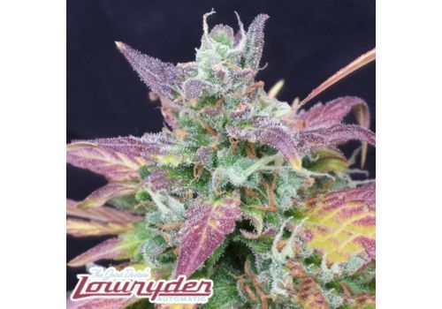 Lowryder Seeds Betty Boo
