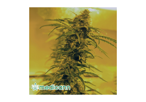 Medicann Seeds Black Blood