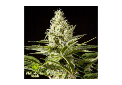 Philosopher Seeds Black Bomb