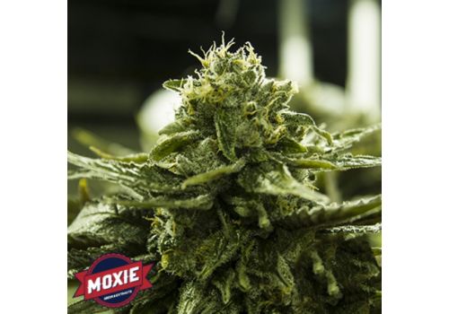 Moxie Seeds Blue Diamond Philips