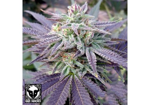 Rare Dankness Seeds Blue OX