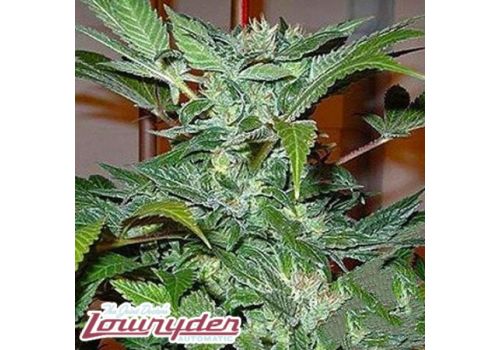 Lowryder / Mdanzig Blue Ryder