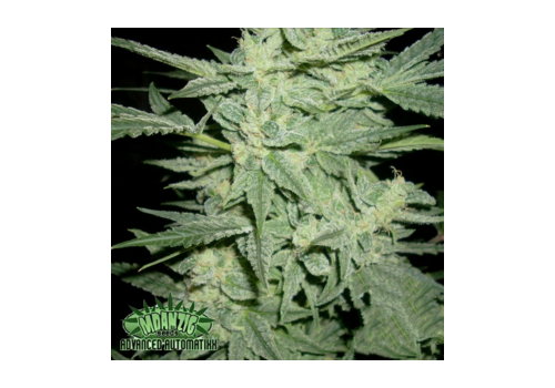 Mdanzing Seeds Blue Streak