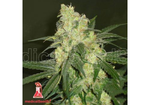 Medical Seeds Bluehell
