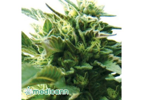 Medicann Seeds Bubba Kush