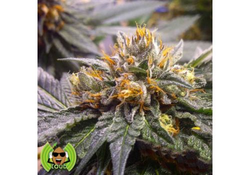 Loud Seeds Bubba Kush Pre 98