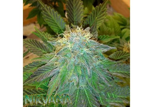 Nirvana Seeds AUTO Bubblelicious