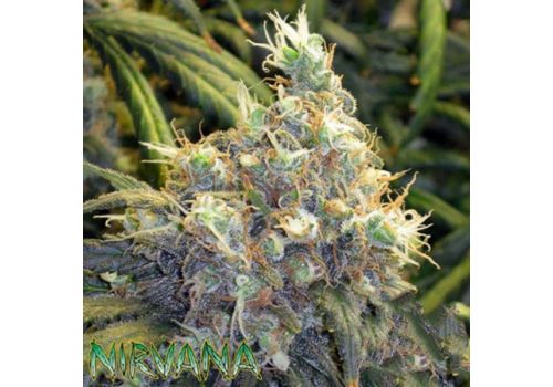 Nirvana Seeds Bubblelicious