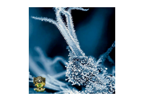 Reeferman Seeds CBD OG