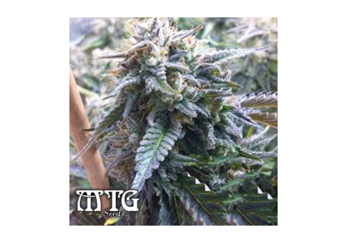 MTG Seeds C.B. Diesel 1