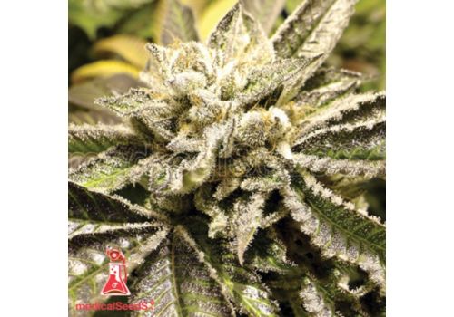 Medical Seeds Canadian Kush