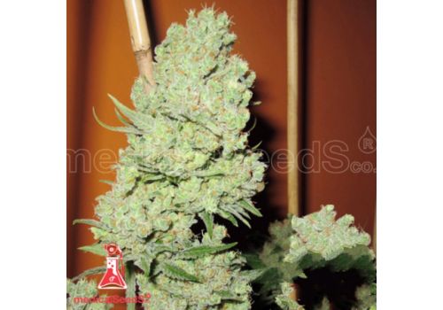 Medical Seeds Channel +