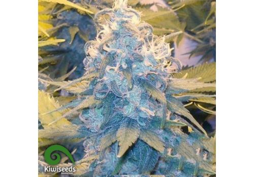 Kiwi Seeds Cheese X Haze