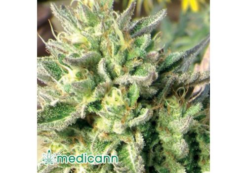 Medicann Seeds Chemdawg