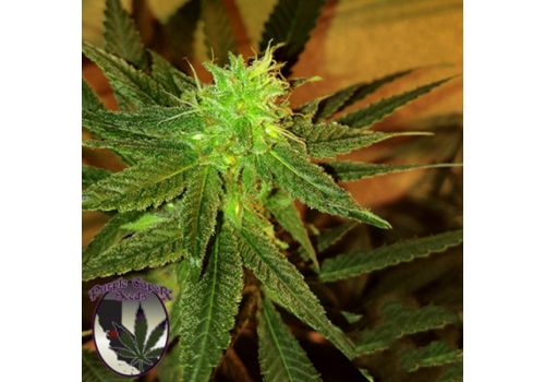 Purple Caper Seeds Chocolate Tonic