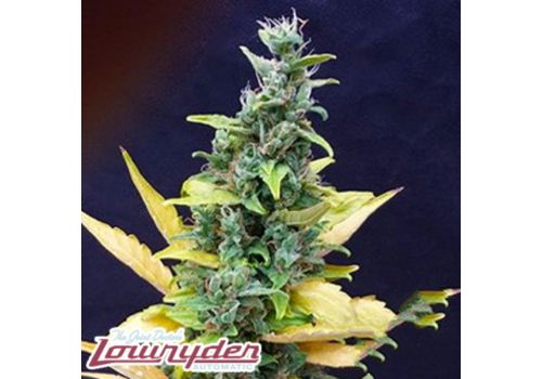Lowryder Seeds Chronic Ryder