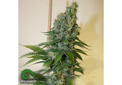 Kiwi Seeds Congo Haze