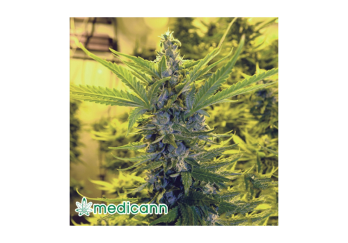 Medicann Seeds Critical Dawg