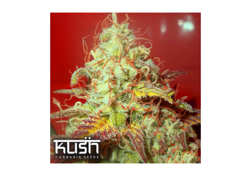 Kush Cannabis Seeds Critical Kush