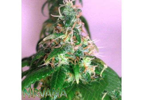 Nirvana Seeds Chrystal