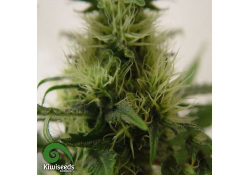 Kiwi Seeds Daddy's Girl