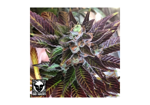 Rare Dankness Seeds Dank Commander