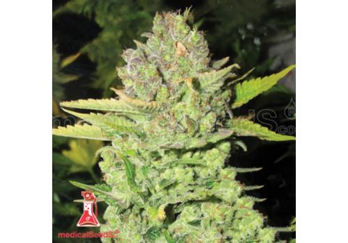 Medical Seeds Devil Fruit