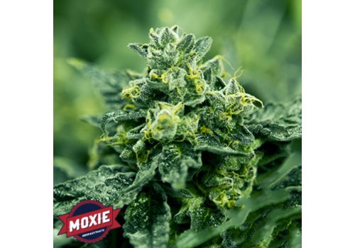 Moxie Seeds Diamond Cookies