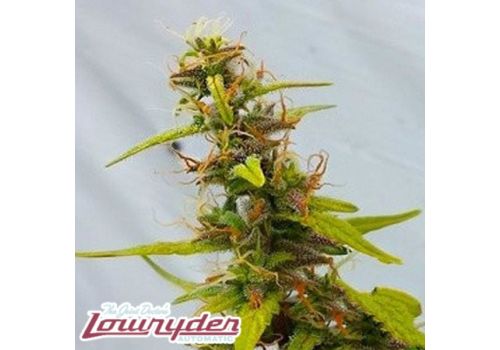 Lowryder Seeds Diesel Ryder