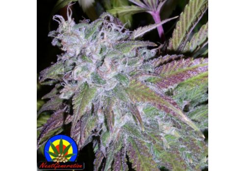 Next Generation Seeds Dynamite