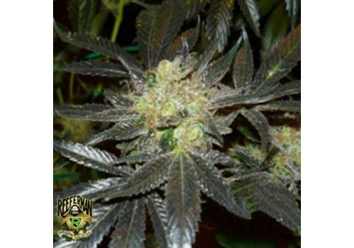 Reeferman Seeds Early Bubba Kush