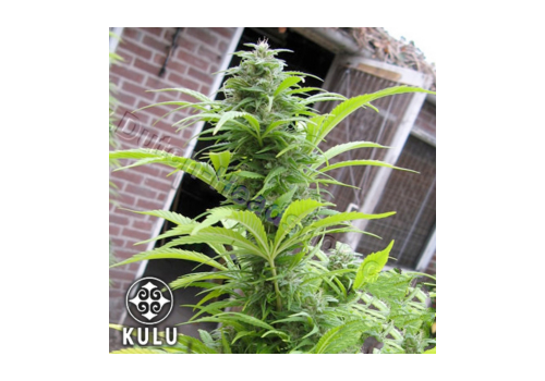 Kulu Seeds Early California