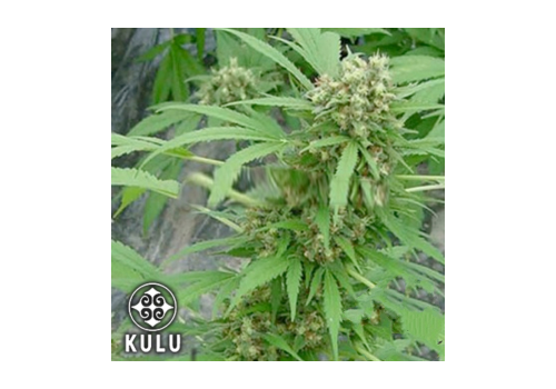Kulu Seeds Early Girl