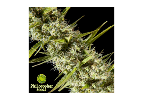 Philosopher Seeds Early Maroc