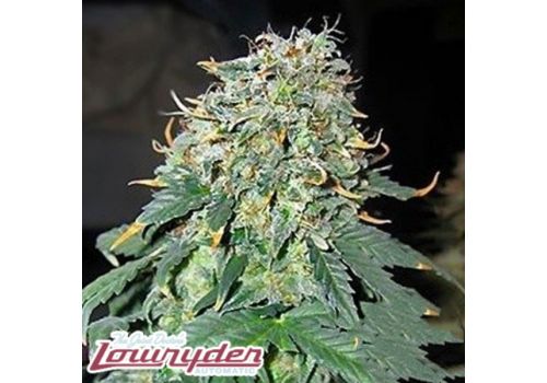 Lowryder Seeds Easy Ryder (AKA Lowryder #2 x AK47)