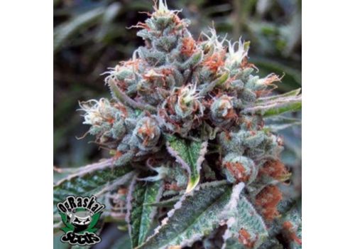 OG Raskal Seeds Fire OG BX