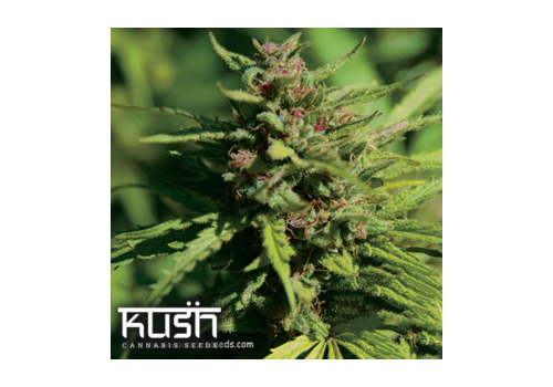 Kush Cannabis Seeds Fire Kush