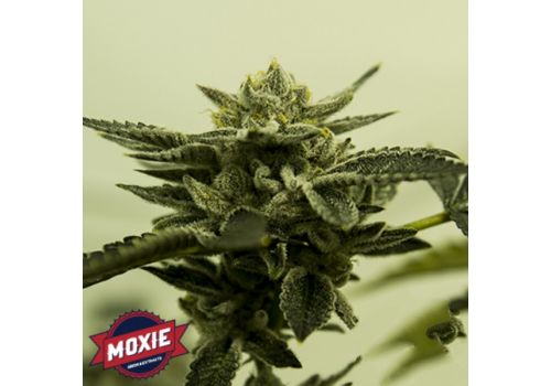 Moxie Seeds Fruit Snacks